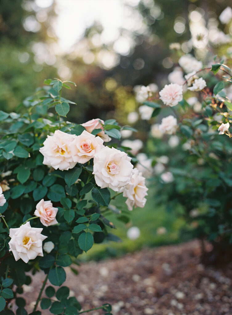Woodland Rose